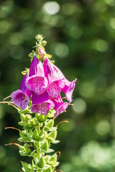 Digitalis Purpurea Kvetoucí Rostlina Slunečný Den — Stock fotografie