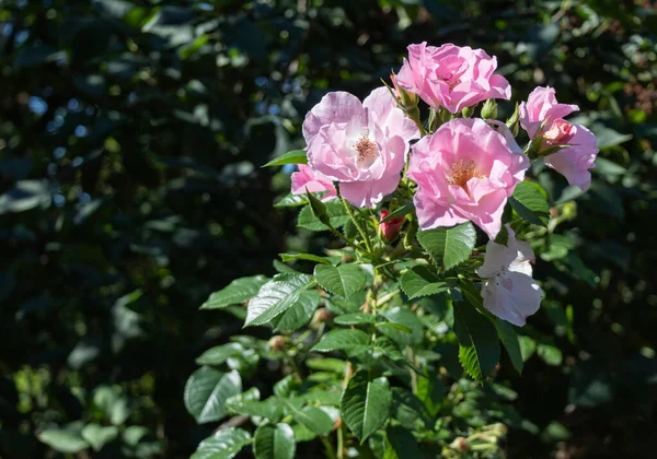 晴れた日にピンクのバラの花が濃い緑色の茂みに成長します — ストック写真