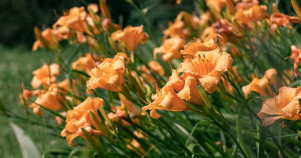 Dense Thickets Orange Lilies Flower Bed Park Imagen de stock