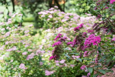 Parkta güneşli bir günde yemyeşil Japon spirea çiçekleri.