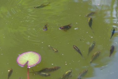 Birçok balık yeşil suyla dekoratif bir gölette kızarır.