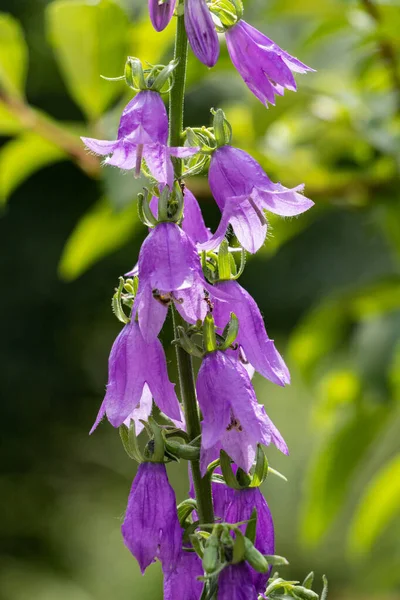 Campanula Šeříkové Květy Zvony Zavřít Slunný Den — Stock fotografie