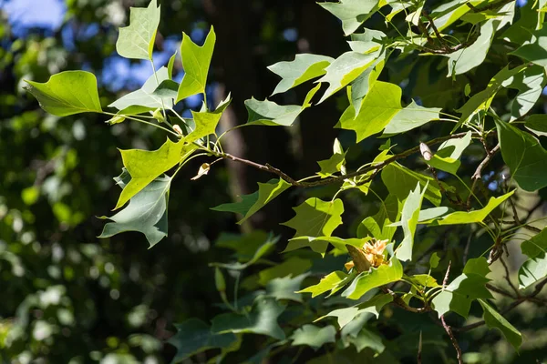 Ramos Uma Árvore Alta Liriodendron Tulipifera Dia Ensolarado Com Sombras — Fotografia de Stock