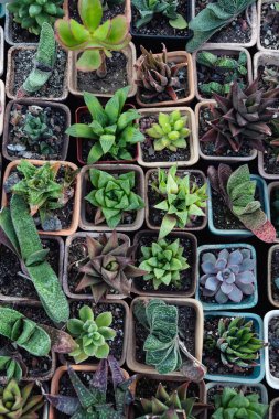 Kare kaplarda pek çok genç kaktüs ve sulu su.