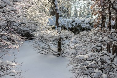 Karla kaplı bahçe ağaçları ve çalılar güneşli bir kış gününde kar yağdıktan sonra