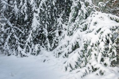 Kyiv parkındaki her yeri kaplayan yeşil ağaçlar, kış ormanı manzarası