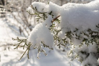 Icy Thuja (Thuja batısında), kışın dondurucu yağmurun ardından kar ve buzla kaplı bir dal.