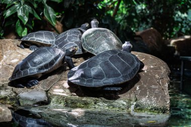 Podocnemis unifilis tatlı su kaplumbağaları kayaların üzerinde güneşleniyor.