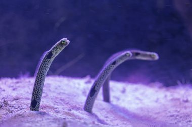 Heteroconger hassi bahçesi su altında kısmi vücut kumu yılanbalığı