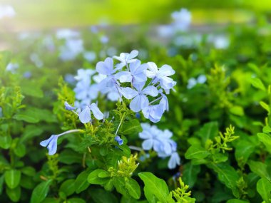 Bahçedeki güzel çiçekler