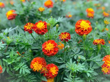 Bahçedeki güzel çiçekler