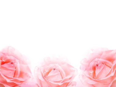 pembe güllü beyaz boş arkaplan