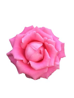 Yemyeşil pembe gül çiçeği, üst manzara