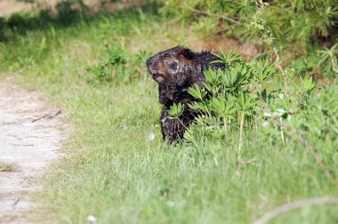 Kunduzların yakından profil görüntüsü yeşilliğin arkasına saklanır ve kahverengi kürkü, başı, gözleri, kulakları, burnu, ağzı, pençeleri ve ıslak kürkü yaşam alanı ve ortamında ortaya çıkarır..