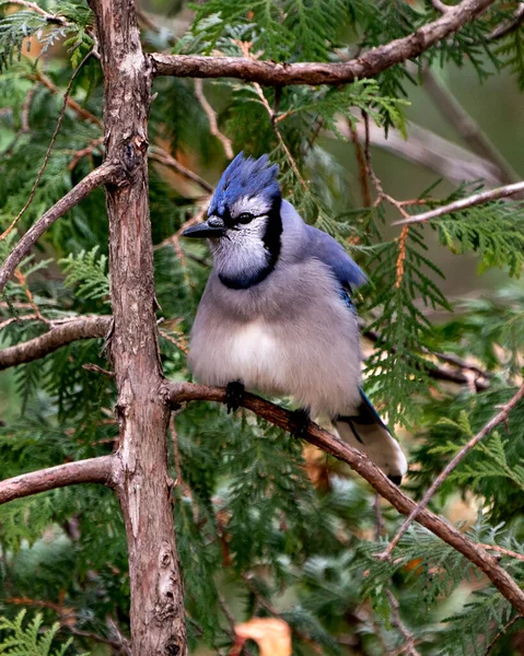 Blue Jay Közelkép Profil Nézet Ültetett Ágon Egy Cédrus Tűvel — Stock Fotó