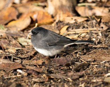 Sonbahar mevsiminde doğal ortamında ve doğal ortamında kahverengi yapraklarla yere yakın profil görüntüsü..