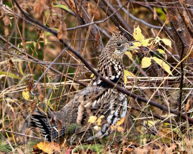 Partridge yakın plan profili, sonbahar mevsiminde ormanda bulanık bir yeşillik arka planına sahip. Çevresindeki ve habitatındaki kahverengi tüyleri sergiliyor..