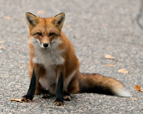 Red Fox Close Profilo Vista Seduta Guardando Fotocamera Visualizzazione Pelliccia — Foto Stock