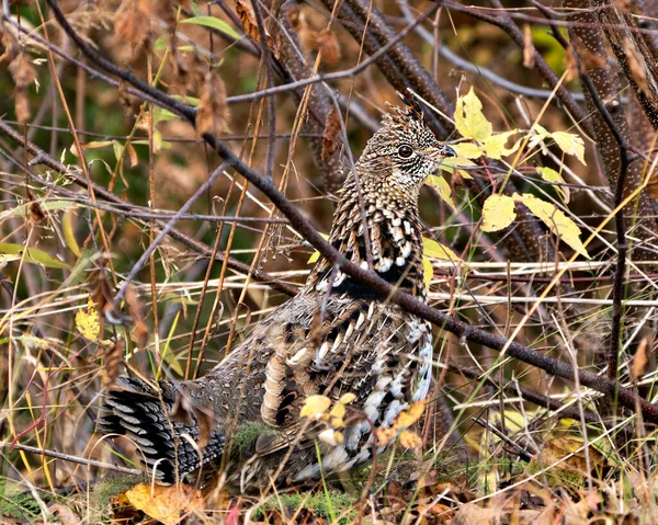 Partridge Close Profil Rozmazaným Listím Pozadí Lese Podzimní Sezóně Zobrazující — Stock fotografie