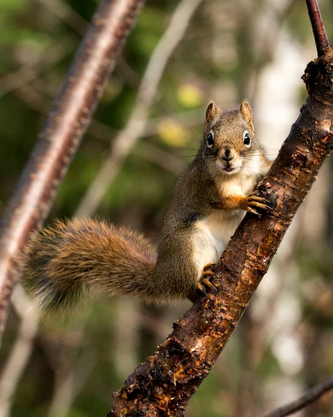 Eichhörnchen Nahaufnahme Profil Ansicht Auf Einem Ast Wald Blick Die — Stockfoto