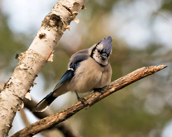 Blue Jay Perché Sur Une Branche Avec Fond Flou Dans — Photo