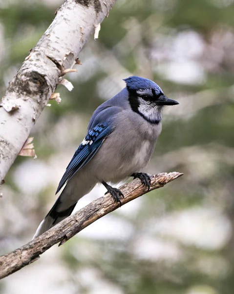 Blue Jay Perched Branch Blur Background Forest Environment Habitat Blue — Stock Photo, Image