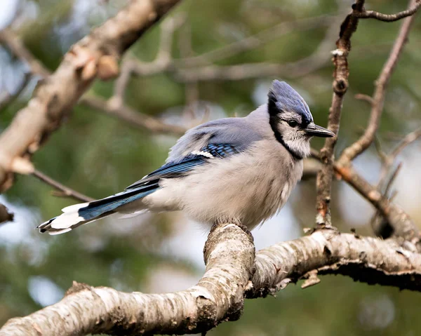 Kék Jay Ült Egy Ágon Homályos Háttérrel Erdő Környezetében Élőhelyén — Stock Fotó
