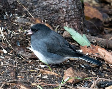 Sonbahar mevsiminde doğal ortamında ve doğal ortamında kahverengi yapraklarla yere yakın profil görüntüsü..