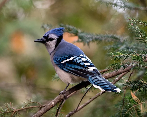 Blue Jay Расположен Вблизи Профиля Ветке Размытым Фоном Лесной Среде — стоковое фото