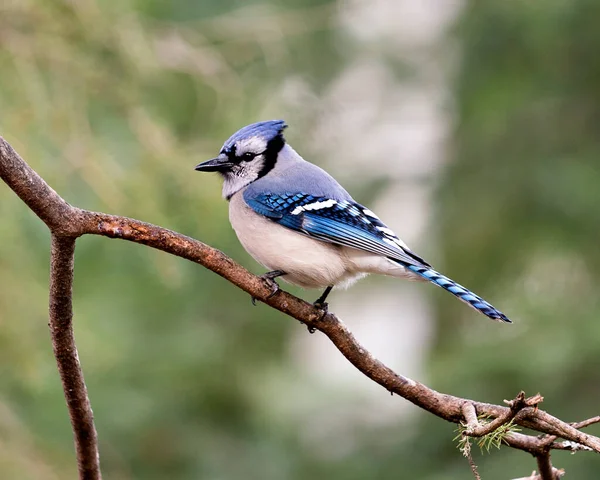 Blue Jayは 森林環境と生息地のぼやけた背景を持つ枝のクローズアッププロフィールビューを開いた — ストック写真