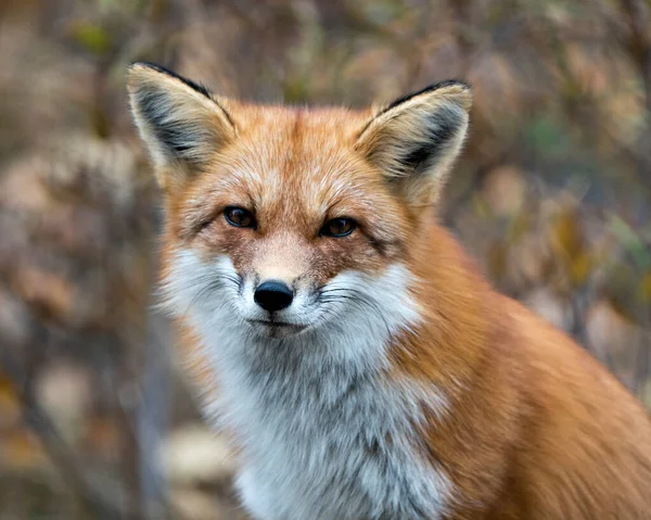 Red Fox Head Close Profilo Visualizzazione Visualizzazione Pelliccia Volpe Con — Foto Stock