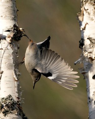Beyaz göğüslü Nuthatch kuşunun yakın plan profil görüntüsü bir huş ağacından uçuyor, arka planı bulanık ve doğal ortamında kanatları açık, gagası açık..