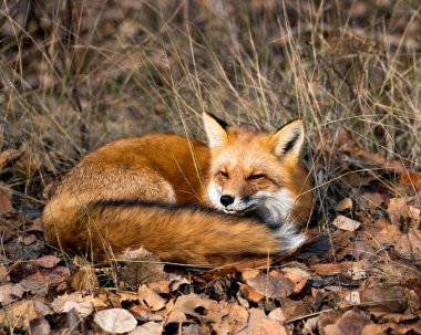 Red Fox fotoğraf stoku. Ormandaki Kızıl Tilki kahverengi sonbahar yaprakları üzerinde dinleniyor ve doğal ortamında tilki kuyruğu, tilki kürkü sergiliyor. Tilki görüntüsü. Tilki filmi. Tilki portresi.