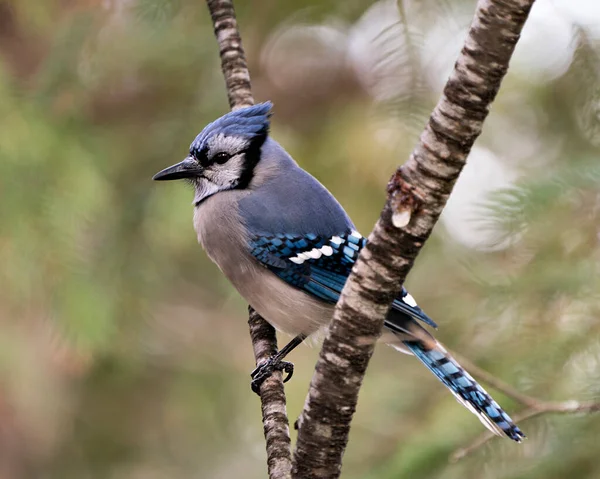 Blue Jay Perched Branch Blur Background Forest Environment Habitat Displaying — 图库照片