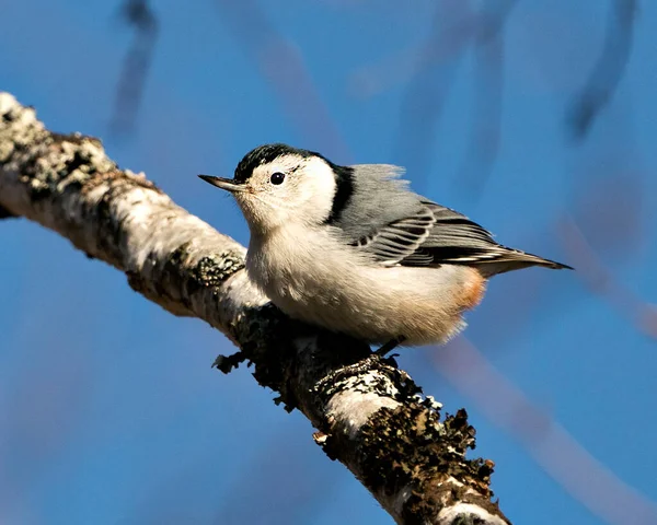 Sittelle Poitrine Blanche Vue Profil Rapprochée Oiseau Perché Avec Fond — Photo