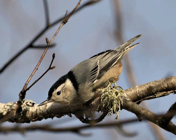 Biało Piersiowy Nuthatch Ptak Zbliżenie Profil Widok Siedzący Gałęzi Brzozy — Zdjęcie stockowe