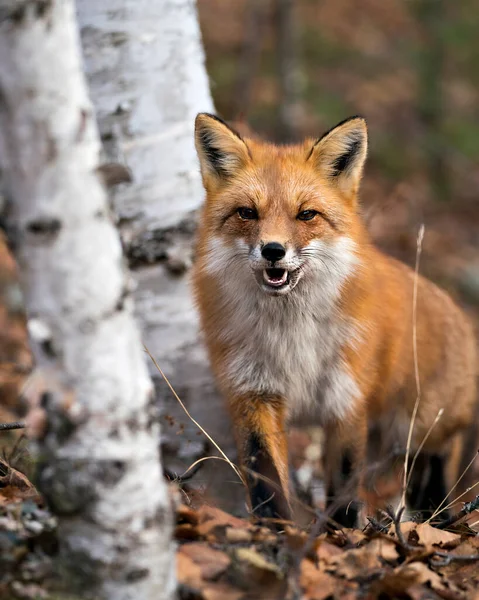 Zdjęcie Red Fox Red Fox Zbliżenie Rozmytym Tle Lasu Jego — Zdjęcie stockowe