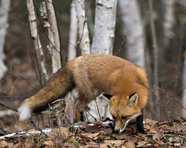 Red Fox photo stock. Red Fox in the forest foraging with birch tree forest background in its environment and habitat, displaying fox tail, fox fur. Fox image. Fox picture. Fox portrait.