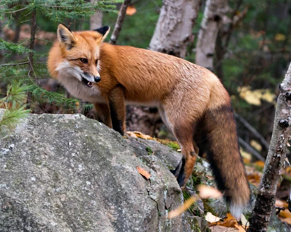 Red fox close-up profile view standing on a rock with blur forest background, displaying teeth, fox fur, fox tail in its environment and habitat.
