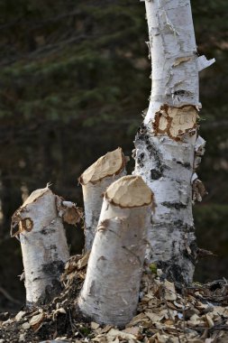 Kunduz, huş ağacı ağacının fotoğrafını kesti. Kunduz Diş İzleri. Kunduz işi. Kunduz etkinliği fotoğrafı. Kunduz tarafından devrilmiş ağaç. Kunduzlar tarafından kesilen ağaç. Ağaç kesimi Görüntü. Resim. 
