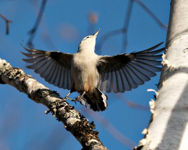 Beyaz göğüslü Nuthatch kuş profili görünümü. Kanatları açık ve mavi gökyüzü arka planına bakıyor. Çevresindeki ve habitatındaki.