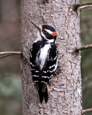 Ağaçkakan, çevresindeki bulanık bir arka plan ve beyaz ve siyah tüylü kanatları ve kırmızı tacı gösteren bir ağaç gövdesine yakın profil görüntüsü verir.