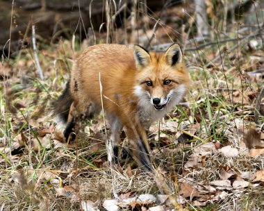 Kırmızı tilki yakın plan profil görüntüsü, bulanık arkaplan, yeşillik ve güz kahverengi yaprakları ve doğal ortamında tilki kuyruğu, tilki kürkü ve kamera görüntüsü.