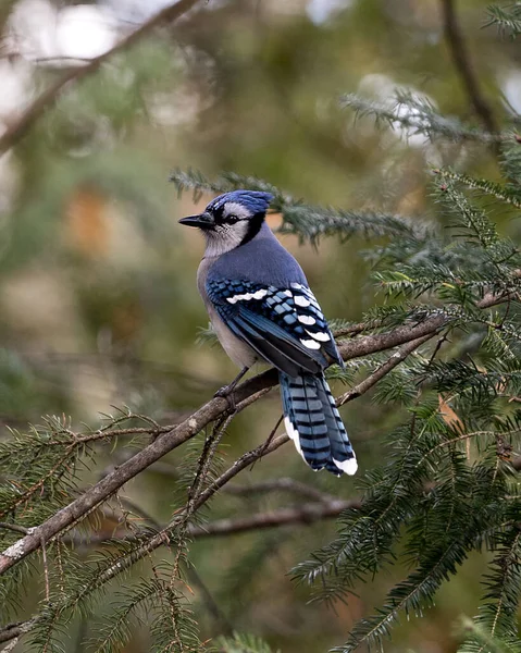 青いジェイは 青い羽の羽の羽 その野生の環境と生息地でくちばしを示すぼやけた背景を持つ枝に腰掛けました — ストック写真