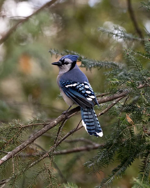 Blue Jay Thront Auf Einem Ast Mit Verschwommenem Hintergrund Und — Stockfoto