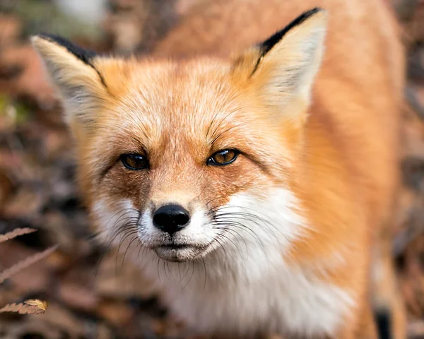 Red Fox Head Close Rozmytym Tłem Otoczeniu Środowisku Wyświetlającym Futro — Zdjęcie stockowe