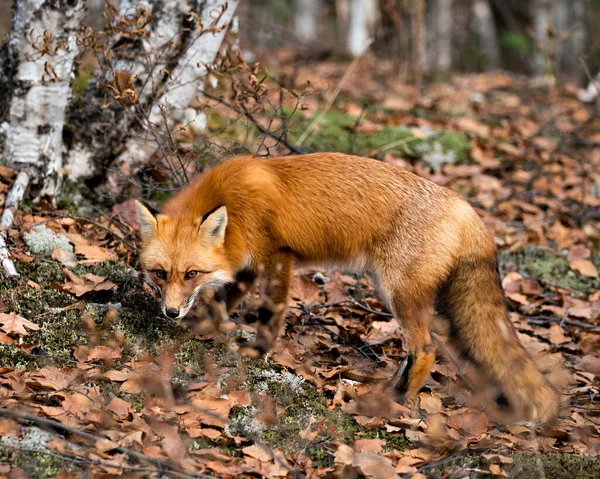 Red Fox in the forest foraging with birch tree forest background in its environment and habitat, displaying fox tail, fox fur.