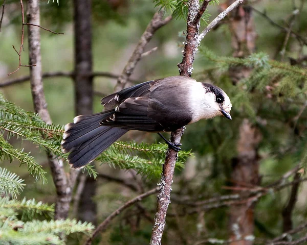 Gray Jay bird close-up profile view perched on a branch with spruce needle tree and blur background in its environment and habitat.