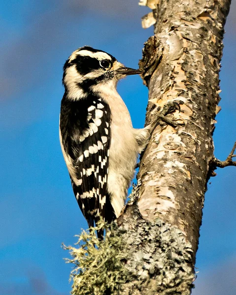 Pic Vue Profil Rapprochée Sur Tronc Bouleau Jaune Avec Fond — Photo