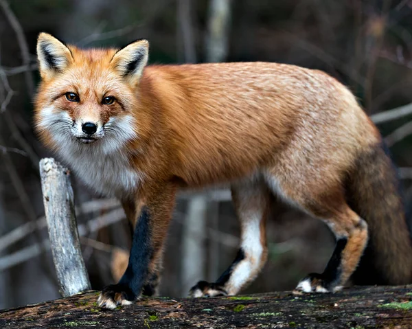 红狐特写站在一个大苔藓圆木上 其周围环境和栖息地都有森林背景 显示狐狸的尾巴 — 图库照片